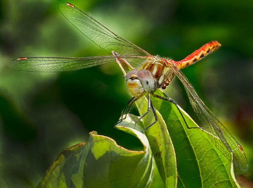 Just Resting - Neal Thompson